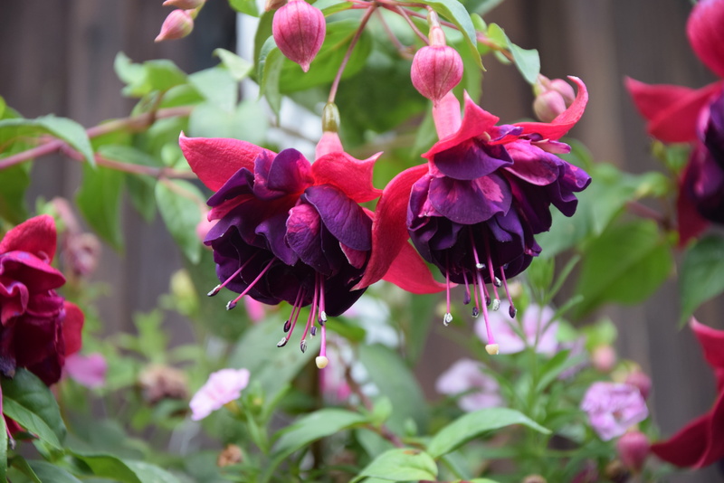 growth, inflorescence, day, close up, nature, fuchsia, plant, plant part, purple, red, flower head, no people, focus on foreground, 4K, close-up, flowering