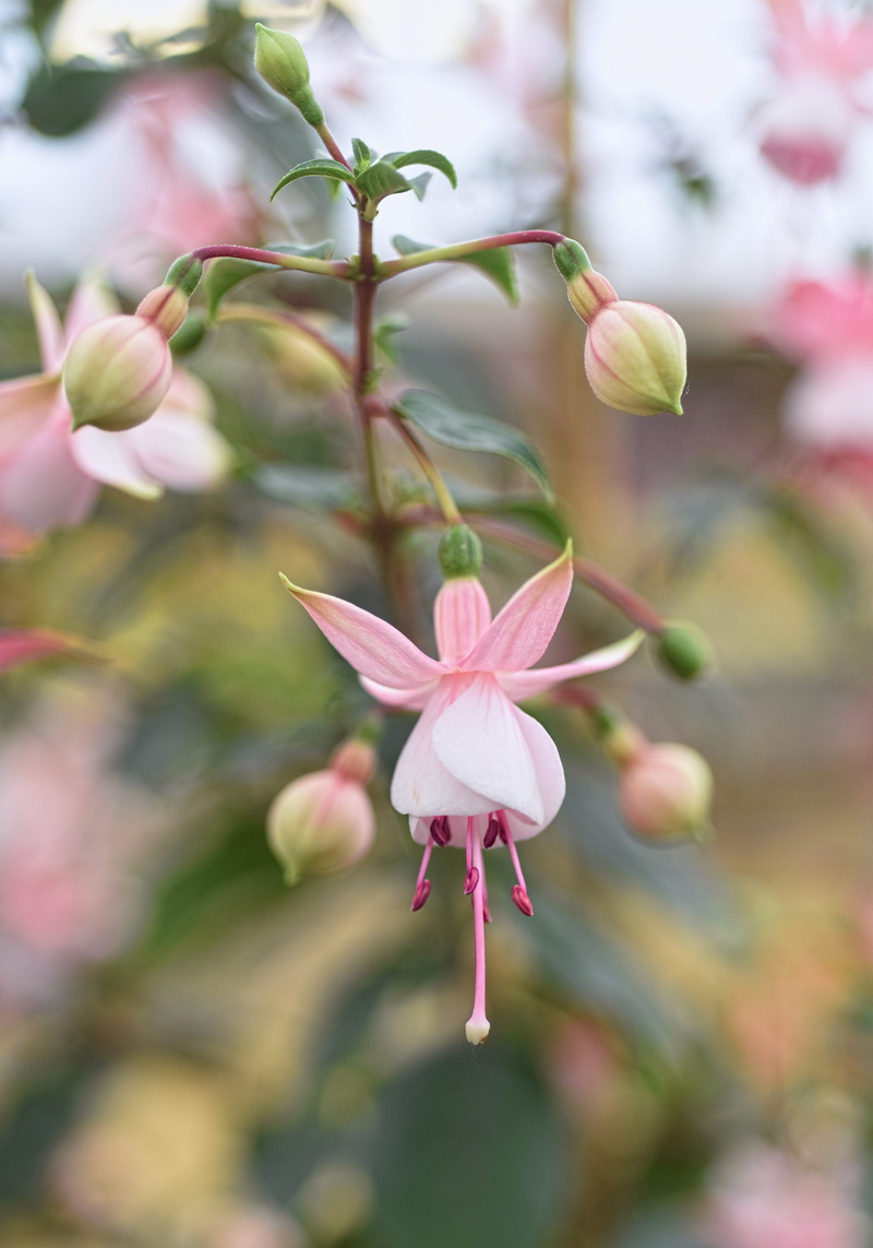fuchsia, nature, botany, growth, selective, freshness, flower, pink, flower head, springtime, vulnerability, pink color, photography, fragility, 5K, spring