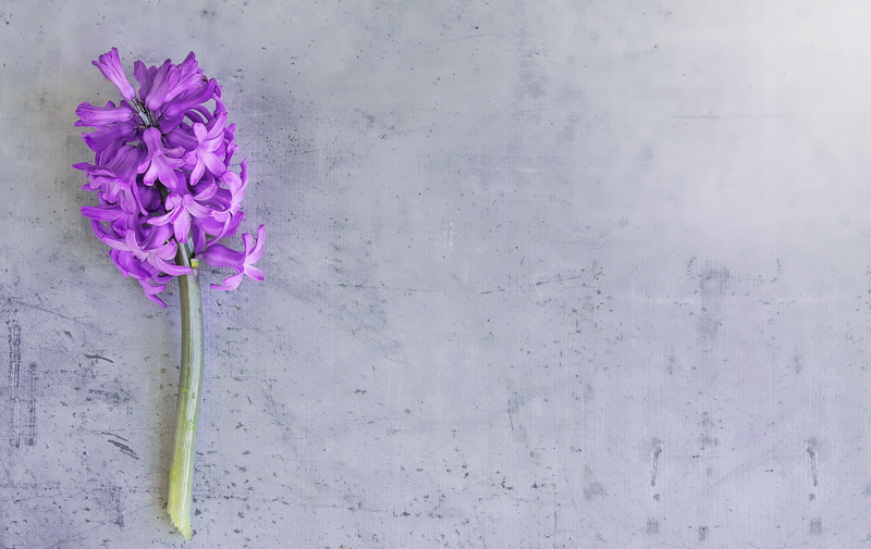 2K, close, vulnerability, flowering plant, fragrant, nature, text dom, backgrounds, early bloomer, copy space, gray, flower Head, growth, fuchsia, beauty in nature