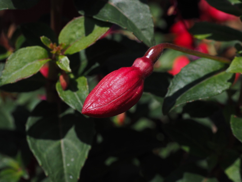 fruit, leaf, flower, bud, wellbeing, ornamental plant, healthy eating, red, growth, gartenstaude, plant, food, plant part, outdoors, no people, close-up