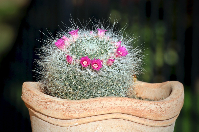 focus on foreground, human representation, flower, succulent plant, thorn, sardinia, creativity, floorplan, close-up, fat plants, fuchsia, nature, succulentes