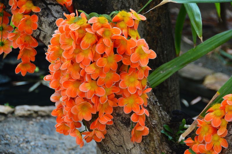 focus on foreground, day, tropical, plant, flora, violet, plant part, lush, petal, fuchsia, aroma, orchids, growth, decorative, fragrance, botany, vulnerability