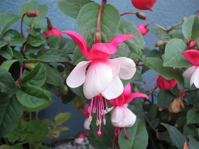 growth, close-up, red, petaled, pink Color, day, pink, focus on foreground, summer, freshness, leaf, petal, white color, plant part, nature, flower Head