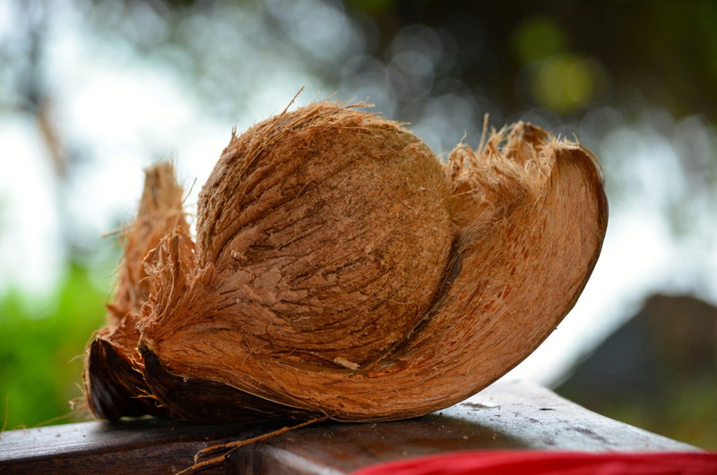 food, focus on foreground, autumn, fruit, 1080P, celebration, textured, no people, thailand, nature, close-up, tree, wood - material, coconut, healthy eating