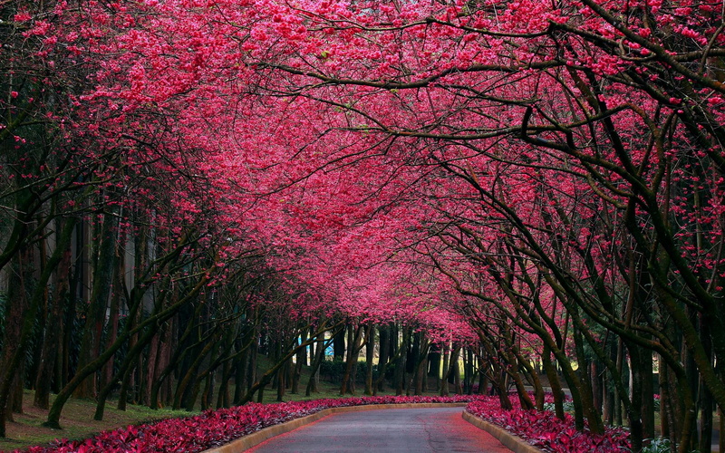 hermoso camino, hermoso, 3d and abstract, flores, 1080P, arboles, camino