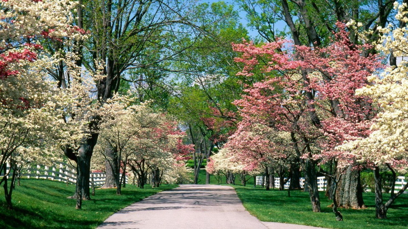 cerezos, cherry blossom, incidental people, autumn, flowering plant, tranquil scene, jardin, 1080P, the way forward, diminishing perspective, park, nature