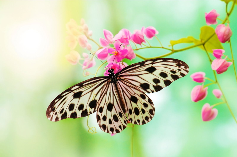 fragility, 720P, pink color, mariposa, animal themes, insect, flores, animal, pollination, petal, butterfly, vulnerability, flower head, jardin, animals in the wild
