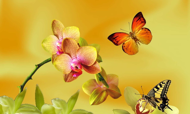 animal themes, growth, nature, flores, fragility, inflorescence, pollination, garden, animal wing, butterflies, beauty in nature, petal, flower head, pollen