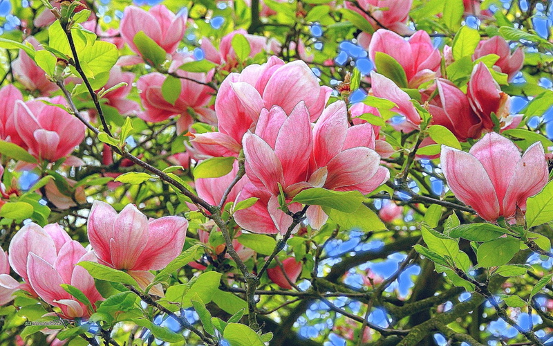naturaleza, 1080P, cerezo, flores, arbol