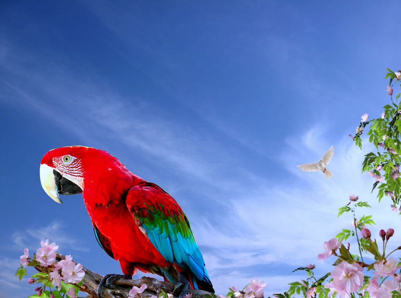 plant, clouds sky, blue sky, tree, flowers, papagaio, animals in the wild, flores, red, ave, arara, animal themes, vertebrate, scarlet macaw, blue, natureza