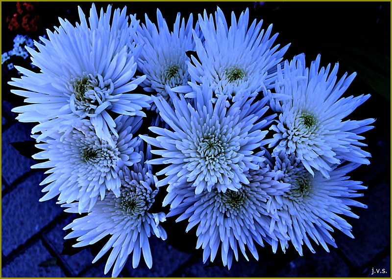 petaled, nature, plant, flower, focus, flowers, selective, flores, photograph, 2K, purple