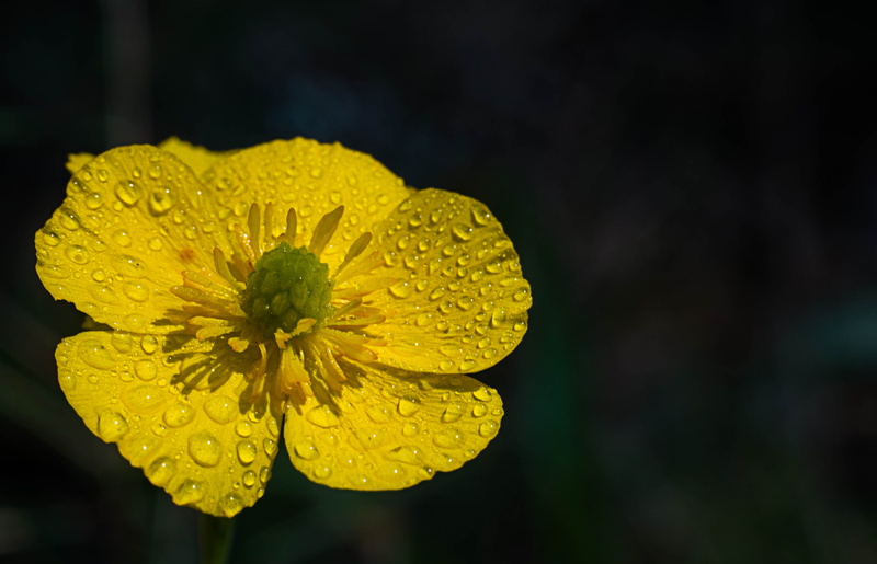 botón, summer, petal, spring, ranunculus, closeup photography, yellow Marsh Marigold, buttercup, 4K, natura, macro, plant, closeup, nature, yellow, oro