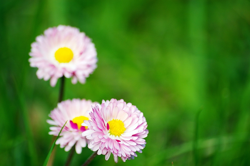 put your records on, photography, focus, plant, nature, flower, Abril, Viladrau, natura, daisy, Osona, yellow, garden, shallow, corinne bailey rae, 2K