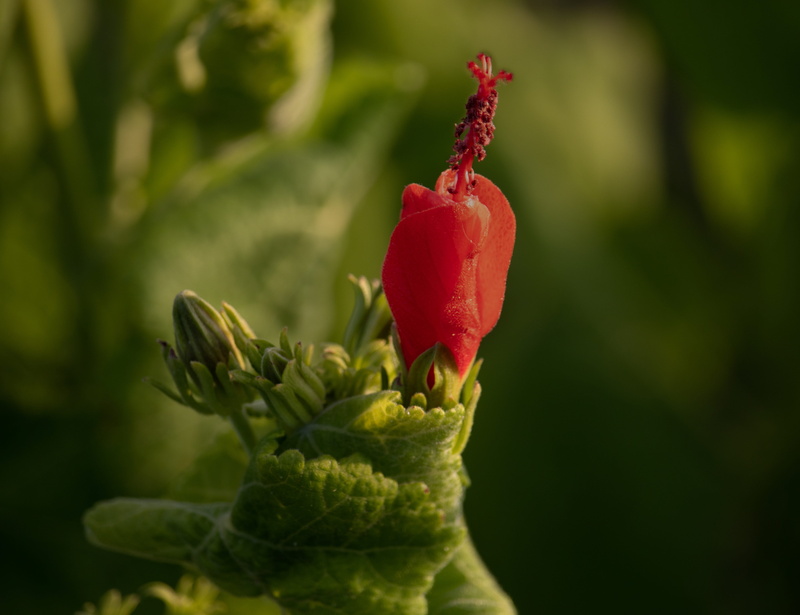 petal, vulnerability, inflorescence, growth, flower, malvaviscus, flowering plant, flower head, wild flowers, close-up, wild fuchsia, bud, ladies eardrops