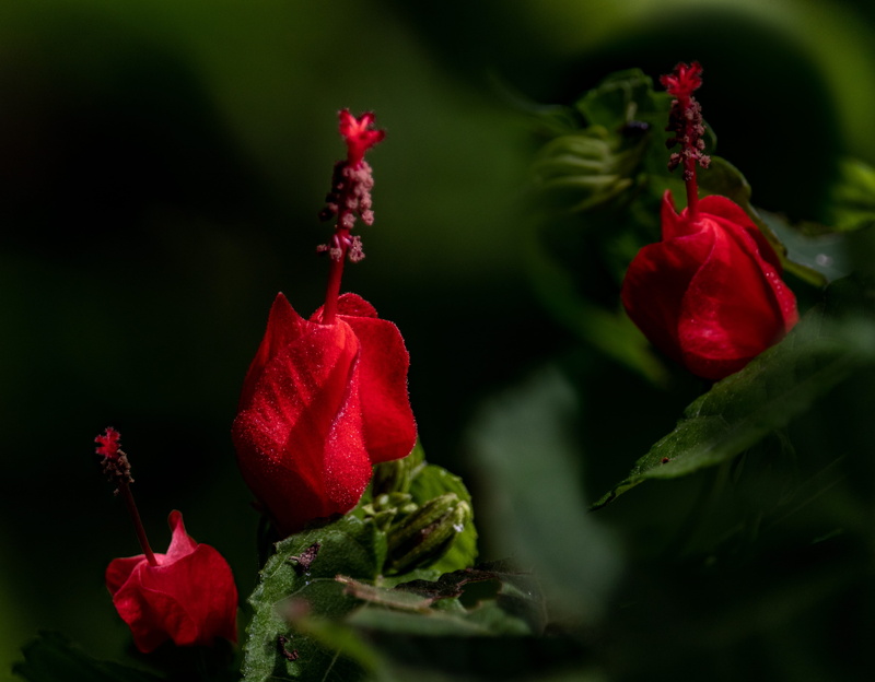 5K, beauty in nature, freshness, vulnerability, fragility, turks turban, red, inflorescence, plant part, green color, green, selective focus, leaf, botany