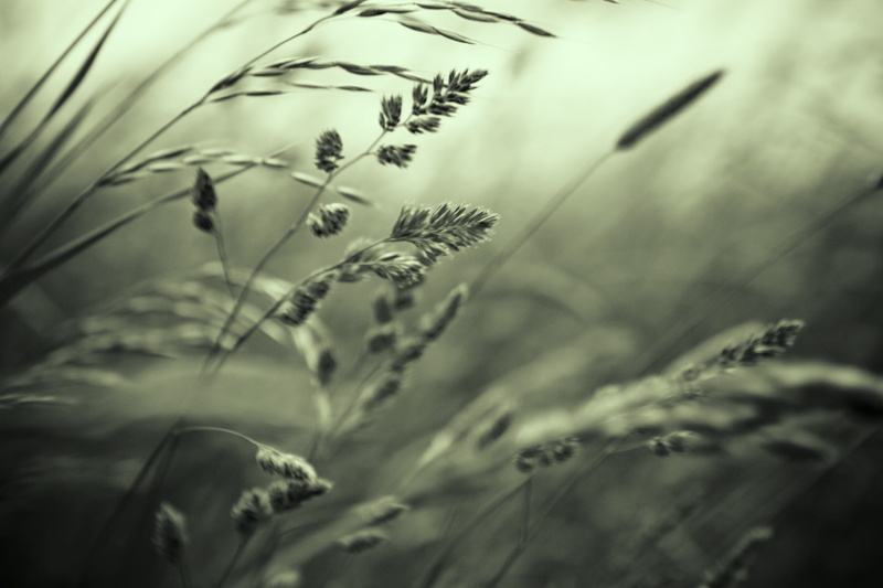 nature, flower, grass, beauty in nature, field, plant part, day, stalks, no people, gray, fragility, closeup, freshness, tranquility, vulnerability, 1080P