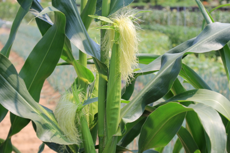 crop, plant, land, maize, food, corn, close, cultivation, outdoors, food and drink, beauty in nature, cob, sunlight, photography, green, plant part, produce