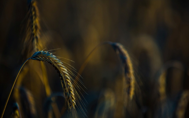 agriculture, tranquility, depth of field, focus on foreground, no people, field, selective focus, farm, growth, plants, crop, wheat, land, cereal plant