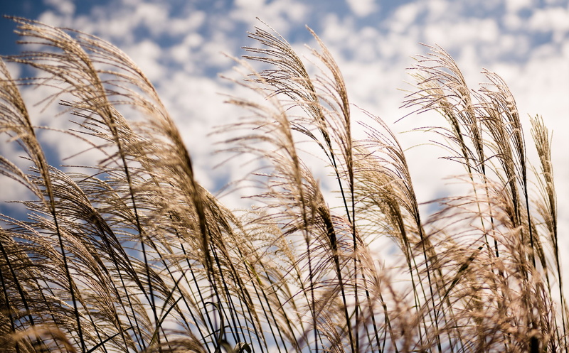 sunlight, plants, grass, sky, plant, field, outdoors, beauty in nature, no people, selective focus, close-up, tranquility, 2K, agriculture, focus on foreground