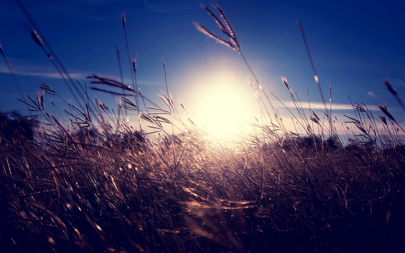 tranquil Scene, rural Scene, idyllic, bright, no People, non-Urban Scene, brown, stalk, back Lit, wheat, summer, beauty In Nature, morning, sunset, land