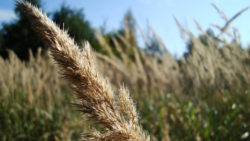 focus on foreground, no people, plant, blue, macro, rural scene, day, nature, 2K, plants, agriculture, close-up, tranquility, farm, outdoors, brown, grass