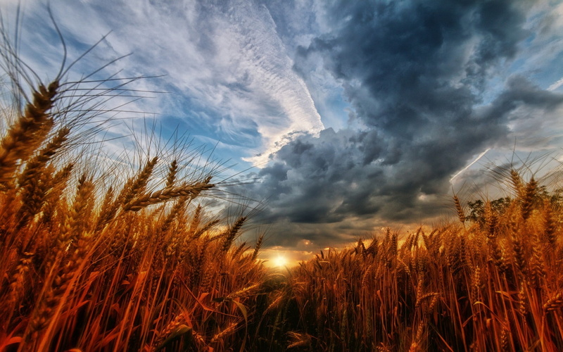 plant, beauty in nature, grass, land, agriculture, landscape, no people, outdoors, wheat, clouds, 1080P, sunset, rural scene, crop, scenics - nature, cloud - sky
