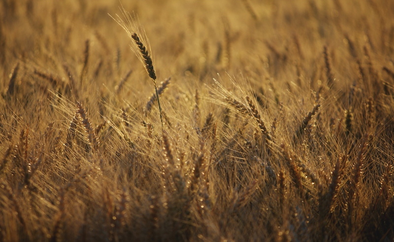 field, 1080P, agriculture, plant, barley, close-up, farm, nature, stalk, landscape, no people, gold colored, crop, outdoors, photography, rural scene