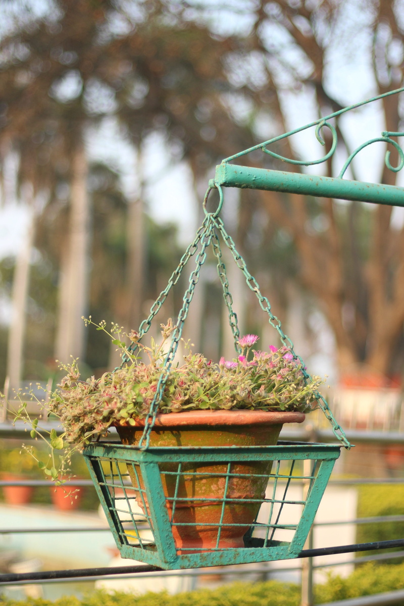 photographer, metal, basket, shoot, flower, 5K, photograph, flowering plant, plant, camera, vintage, selective focus, shot, canon, shots, outdoors, container