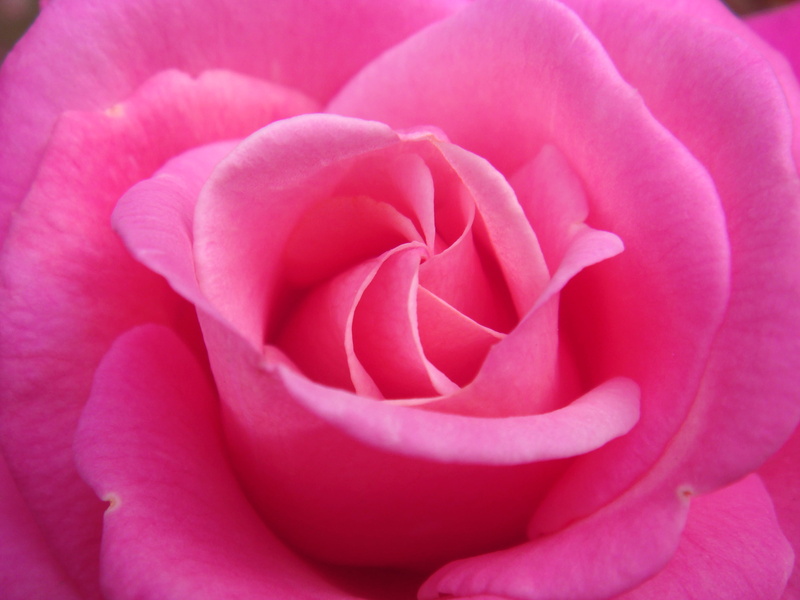 cause, Flowers, pink rose, beauty In Nature, pink, Love  Friendship, 2K, Roses, O.T.W, Gardens, flower Head, flower, Nature, pink Color, plant, Macro