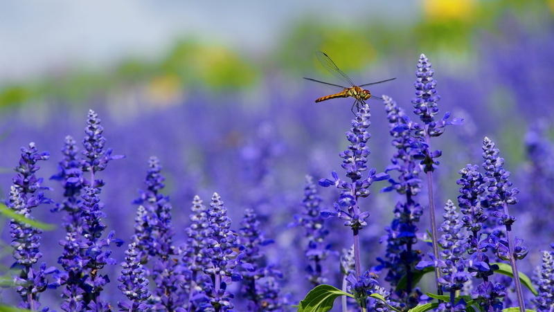 flowering plant, macro, close-up, nature, growth, perched, plant, daytime, outdoors, meadow, blue, springtime, 4K, butterfly - insect, insect, animal wing