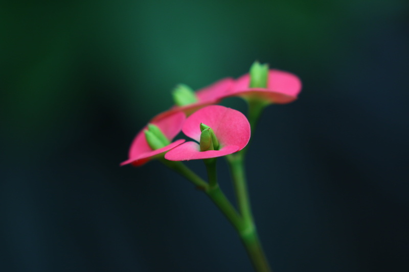 Nature, green Color, focus, pink, plant, phantasy, flickr, 6L, Flora, shallow focus, nice, daytime, shallow, Macro, 5K, USM, II, photo, flower, Language of Flowers