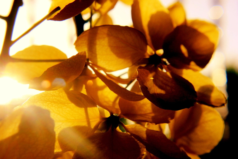 nature, sun, flora, beauty in nature, flowers, light, blossom, color, golden yellow, leaf, food and drink, focus on foreground, ripe, bright, healthy eating