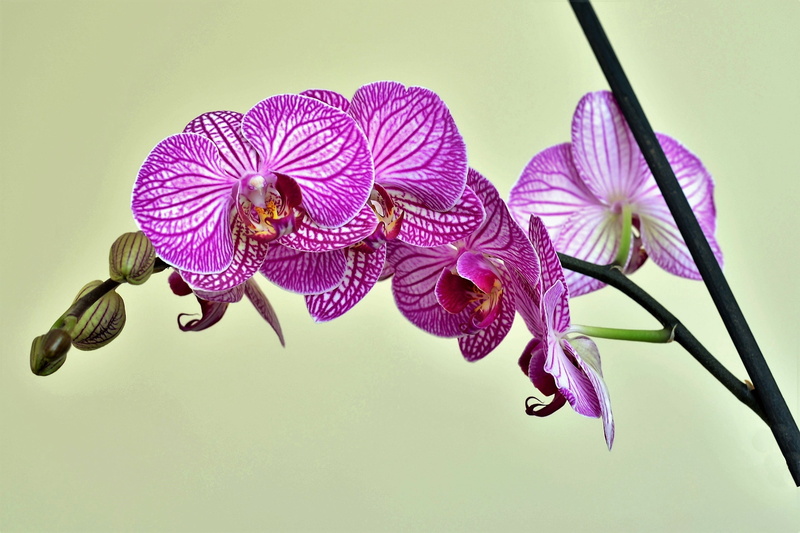 garden, 2K, vulnerability, flowering plant, decorative, flower head, decoration, ornamental plants, colors, close-up, beautiful, exotic, orchid, flower