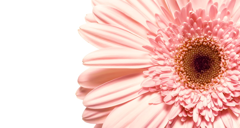 botanical, object, freshness, bloom, path, beauty in nature, daisy, nobody, 4K, botany, natural, isolated, fragility, flower head, chrysanthemum, no people