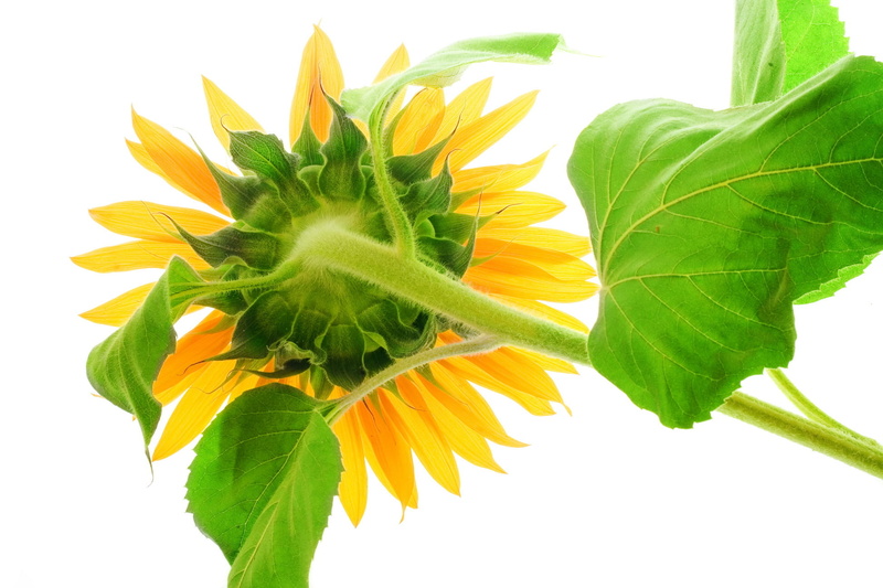 leaf, petal, orange, blooms, circle, plant, spring, floral, petals, blossom, details, plant stem, patterns, colors, seeds, blooming, round, botanical, leaves