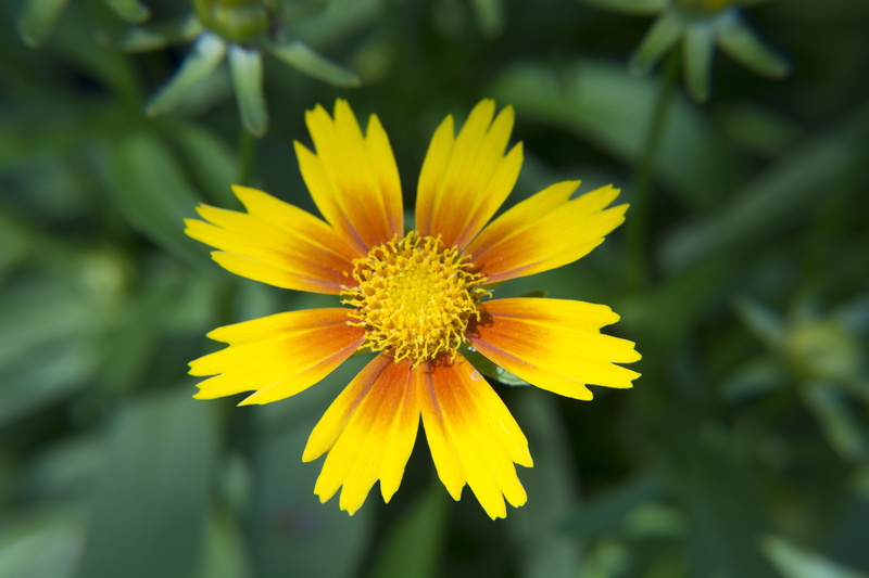 freshness, orange, 5K, vulnerability, inflorescence, focus on foreground, Bloom, blossom, plant, blooming, gazania, bright, red, vibrant, macro, growth