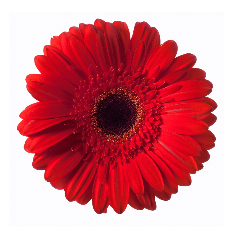 single, garden, natural, inflorescence, daisy, spring, white background, above, background, beauty, flowerhead, freshness, blooming, bright, stem, blossom
