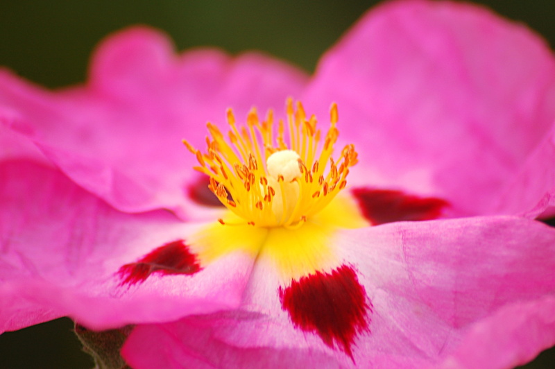 pink Color, beauty In Nature, purple flower, macro, close-up, flora, single, flower Head, flower, petal, macro photography, plant, 2K, purple, botany