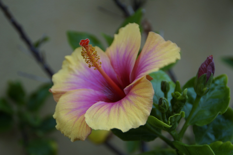 flowering plant, Hibiscus, day, petal, pink Color, nature, inflorescence, pistil, freshness, no people, beauty In Nature, fragility, flower Head, botany