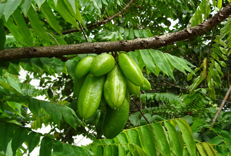 cucumber tree, branch, plant part, healthy eating, growth, outdoors, food, averrhoa, dharwad, green color, freshness, leaves, oxalidaceae, hanging, close-up