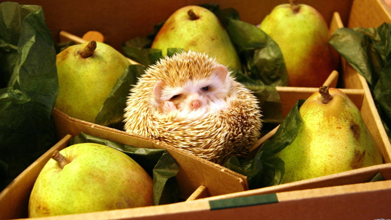 nutrition, food and drink, animals, acorn, wellbeing, freshness, yellow, grapes, apple, fresh, group, vegetable, indoors, green color, apple - fruit, color