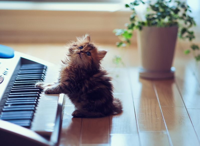 music, wood - Material, sit, playing, cute, indoors, piano Key, animal, domestic animals, close-up, young animal, fur, key, domestic, playful, small, musician