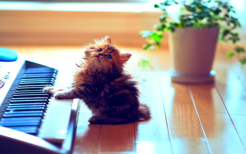 tabby, brown, little, synthesizer, animals, cute, musician, catcert, 1080P, music, cat, daisy