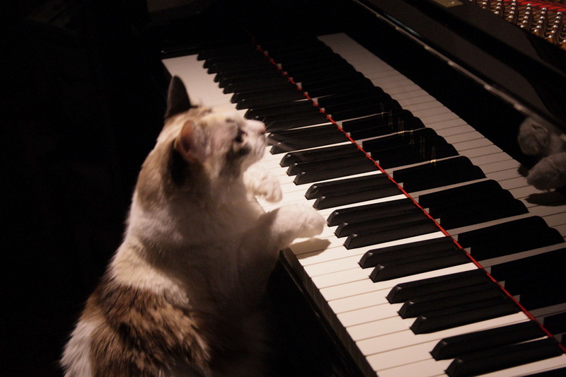 piano key, mammal, pianist, cat, playing, theme music, keyboard, musician, musical equipment, keyboard instrument, indoors, one animal, black background