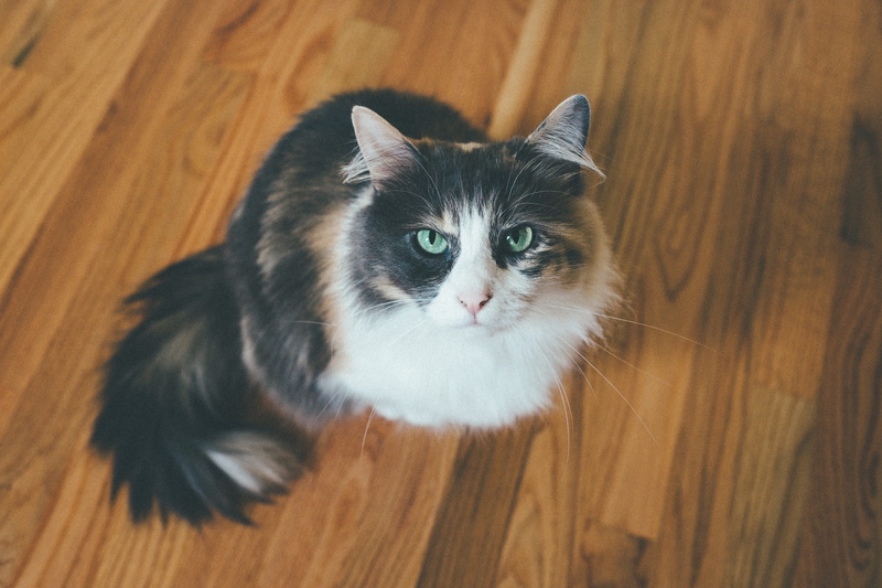 animal themes, pets, kitty, portraiture, animal, flooring, chicago, critter, cat, 4K, hardwood floor, wood, no people, home, domestic, pet, domestic animals