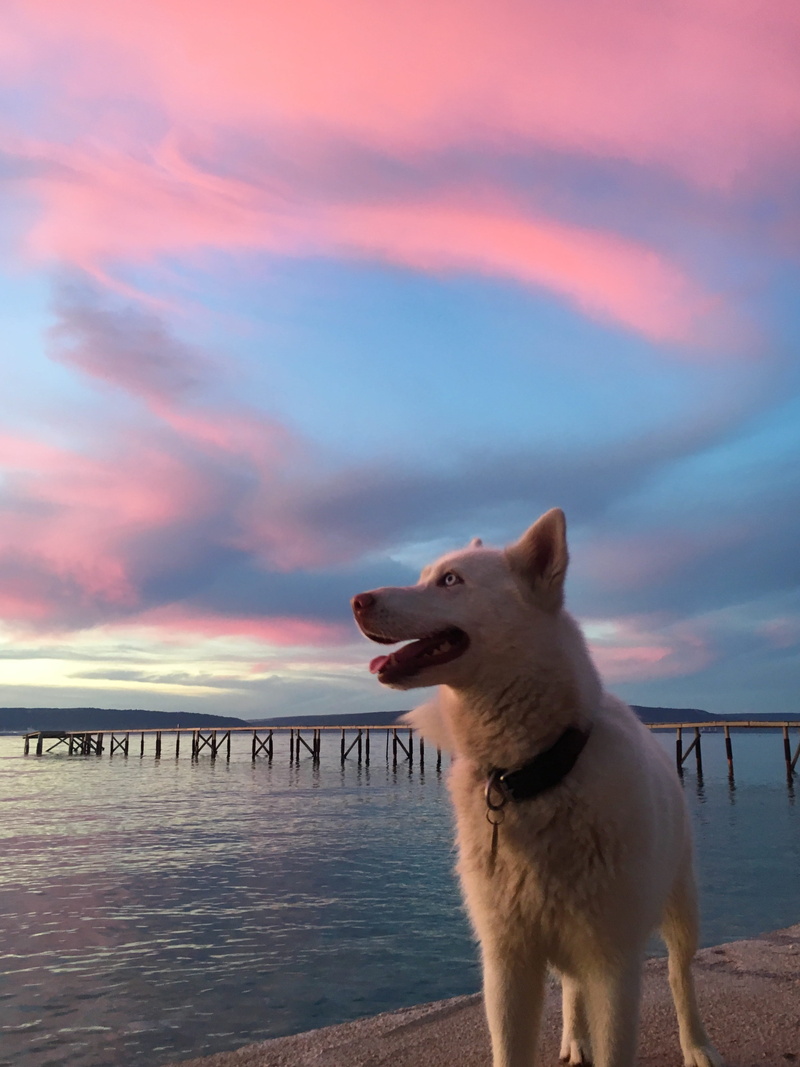 sunset, one animal, mammal, view, mouth open, 4K, beauty in nature, cloud - sky, canine, vertebrate, pink, nature, animal, tan, daytime, amazing, pink weather