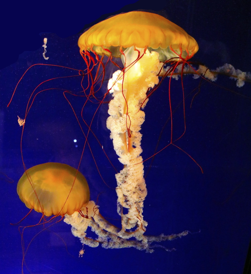 mesmerizing, squishy, undersea, nature, red, animal wildlife, animal, cream, jellyfish, invertebrate, wonder, underwater, salt, beautiful, sea life, water