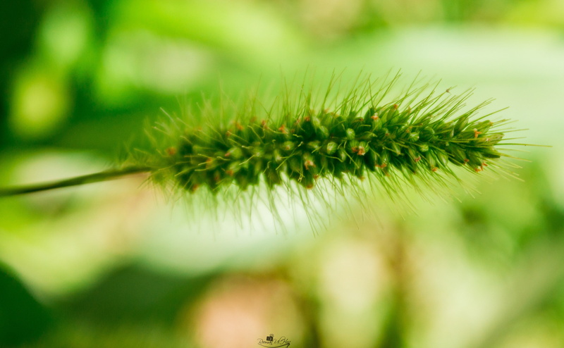 eyecatching, spiky, l, environment, focus on foreground, freshness, nice, picoftheday, canon650d, growth, coniferous tree, Macro, leaves, attractive, cute