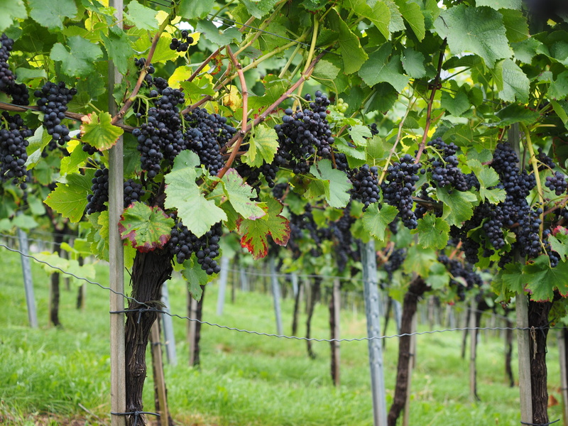 vines, wine berries, red grape, plant part, no people, land, agriculture, ripe, growth, climber, nature, grapes, pods, fruits, healthy eating, vineyard