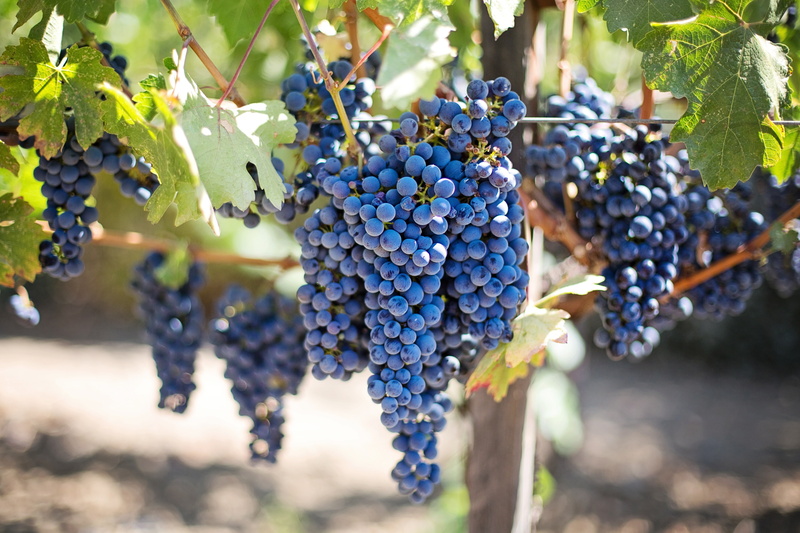 wellbeing, fruit, winemaking, outdoors, nature, growth, freshness, food, red grape, bunch, healthy eating, 5K, grapes, crop, agriculture, food and drink